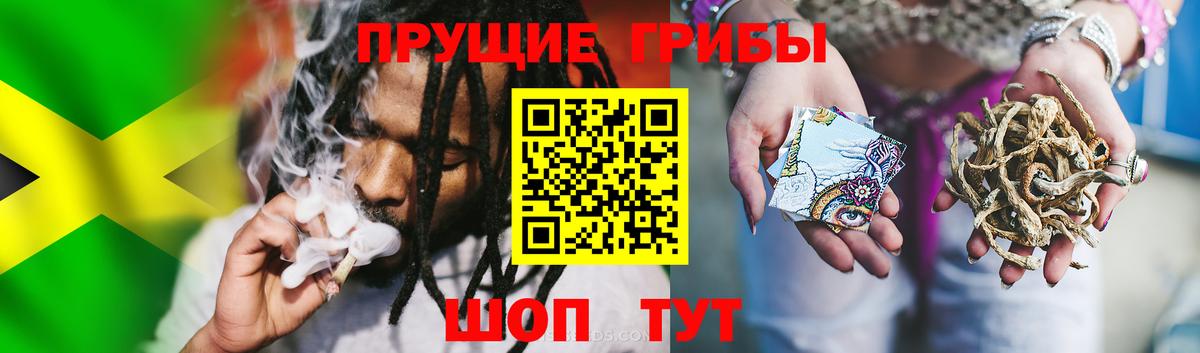 Псилоцибиновые грибы Psilocybe Елабуга